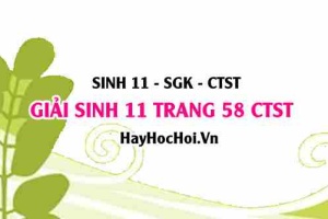Giải Sinh 11 trang 58 Chân trời sáng tạo SGK